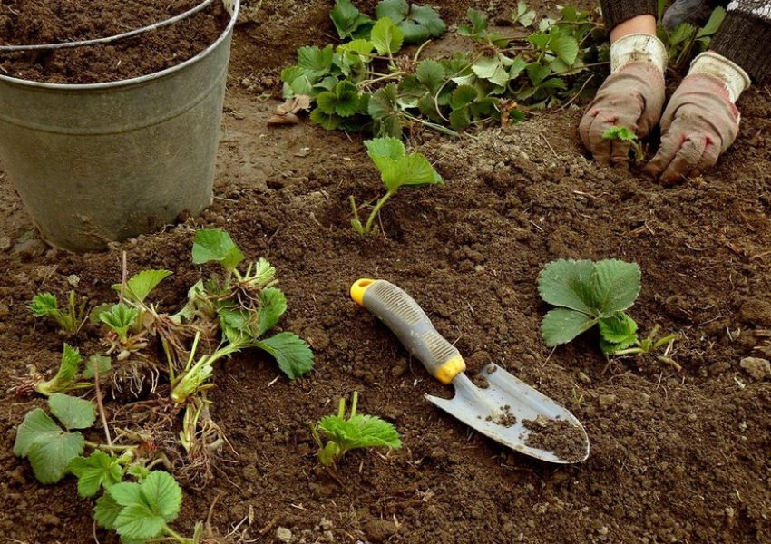 Полив клубники утром или вечером. . Полив клубники утром или вечером фото. Полив клубники утром или вечером-. картинка Полив клубники утром или вечером. картинка . Здравствуйте! Я постоянно делаю акцент на полив клубники. Как часто поливать клубнику для отличного урожая, сколько поливать, чтоб ягода была крупная, когда поливать, чтоб ягода была сладкая-это важные темы в жизни клубнички. Клубника любит душ!