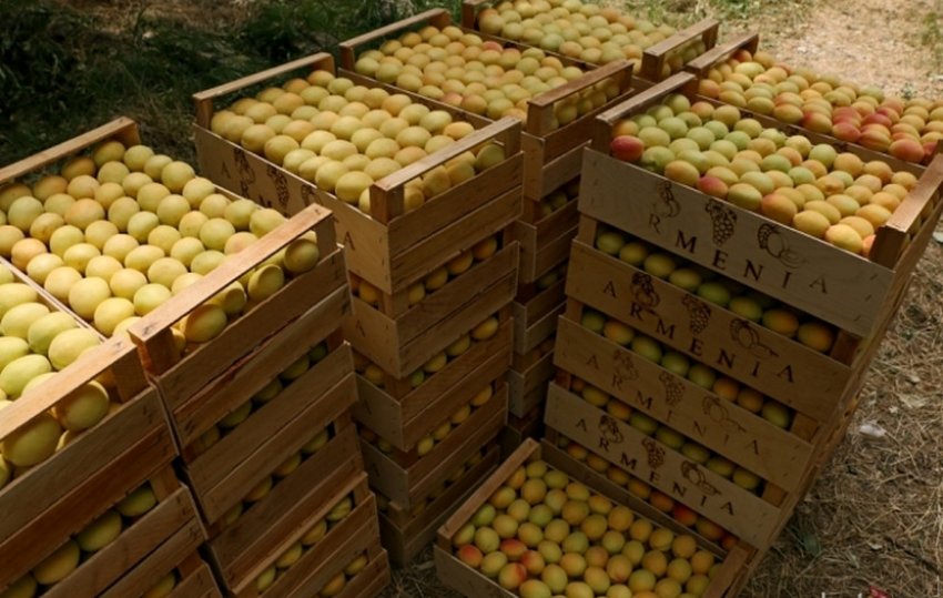 Зберігання абрикос