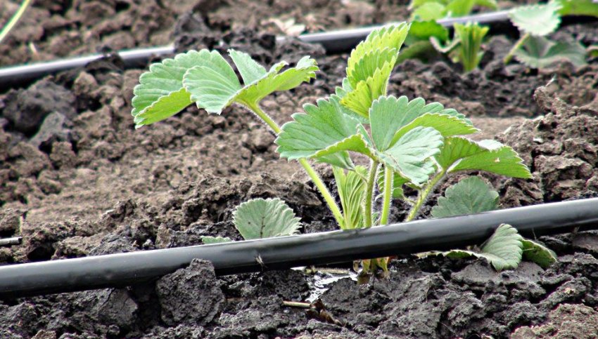 Полив клубники утром или вечером. 65372.pq00zo.850. Полив клубники утром или вечером фото. Полив клубники утром или вечером-65372.pq00zo.850. картинка Полив клубники утром или вечером. картинка 65372.pq00zo.850. Здравствуйте! Я постоянно делаю акцент на полив клубники. Как часто поливать клубнику для отличного урожая, сколько поливать, чтоб ягода была крупная, когда поливать, чтоб ягода была сладкая-это важные темы в жизни клубнички. Клубника любит душ!