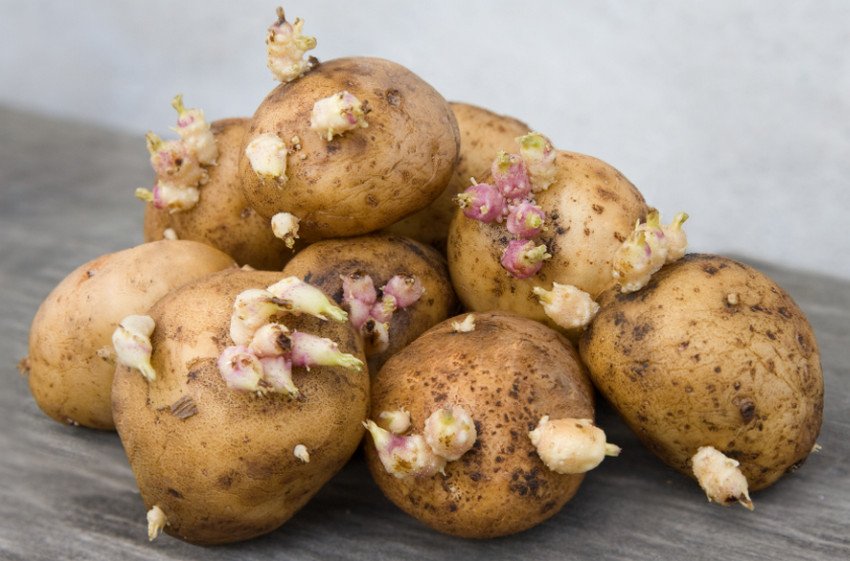 Ростки картофеля вред и польза и вред thumbnail