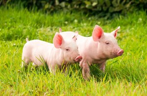 Лечение саркоптоза у свиней в домашних условиях