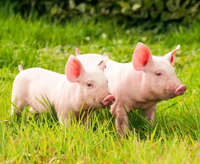 Яка температура у свиней вважається нормальною