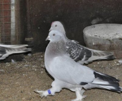 Як лікувати вертячку у голубів