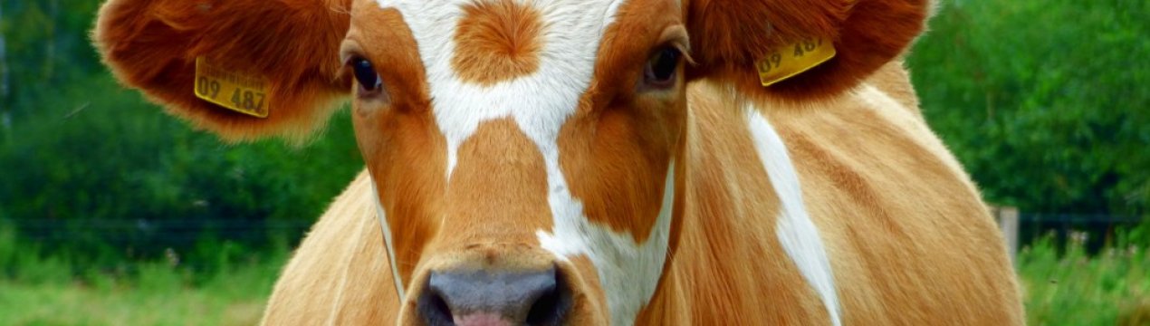 У Комсомольську-на-Амурі виявили масштабний коров'ячий некрополь