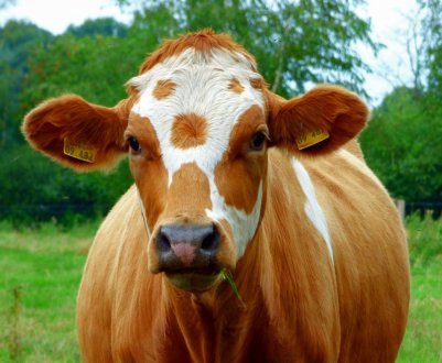 У Комсомольську-на-Амурі виявили масштабний коров'ячий некрополь