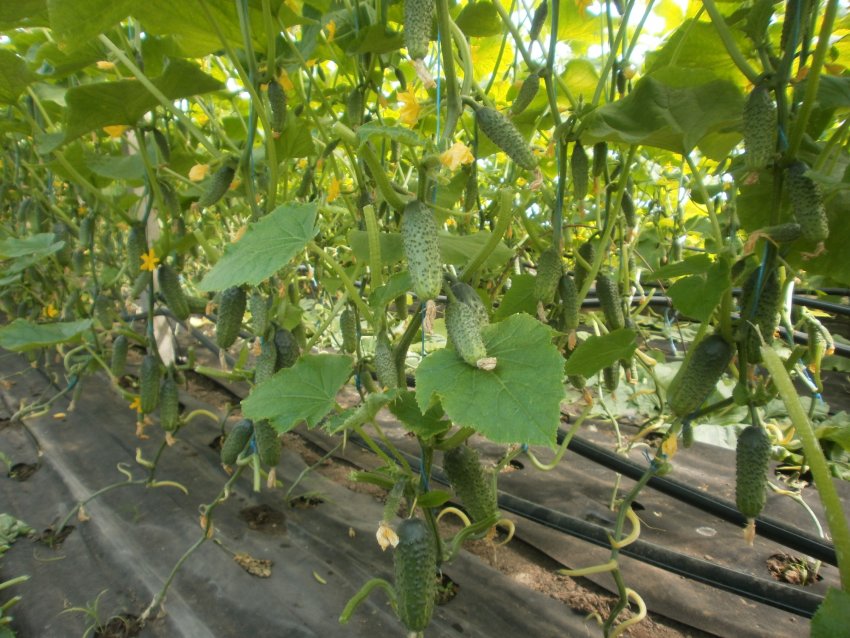 Кущі огірків в теплиці Кущі огірків в теплиці