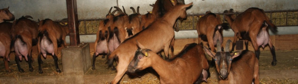 Альпійська порода кіз