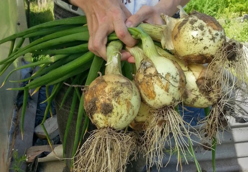 Цибулю з насіння за один сезон Цибулю з насіння за один сезон