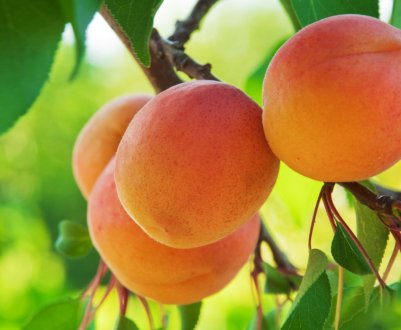 Чому не плодоносить абрикосове дерево?