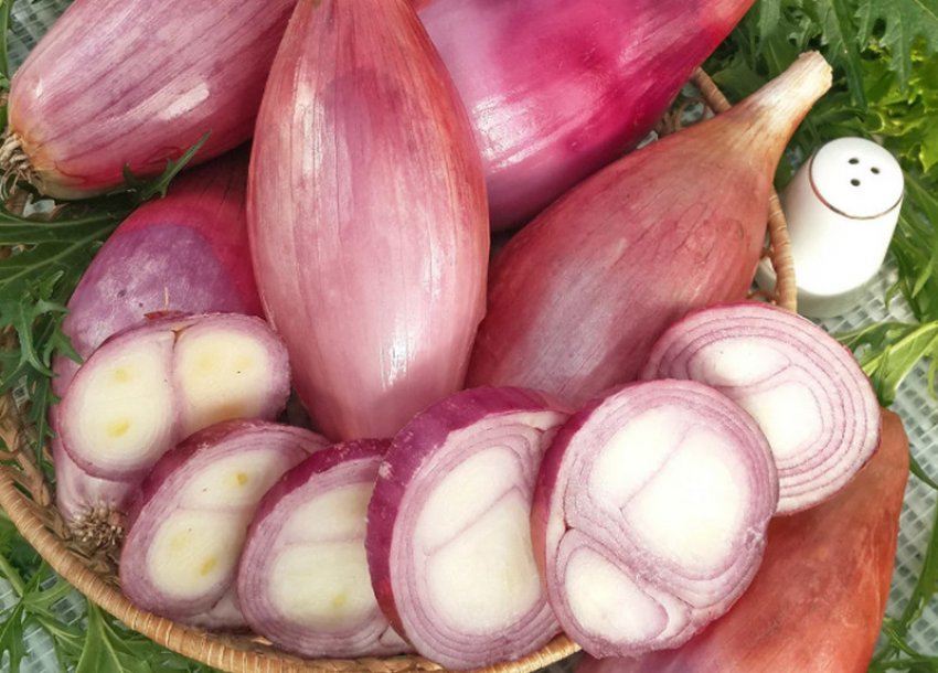 Цибуля ріпчаста Шаман Цибуля ріпчаста Шаман