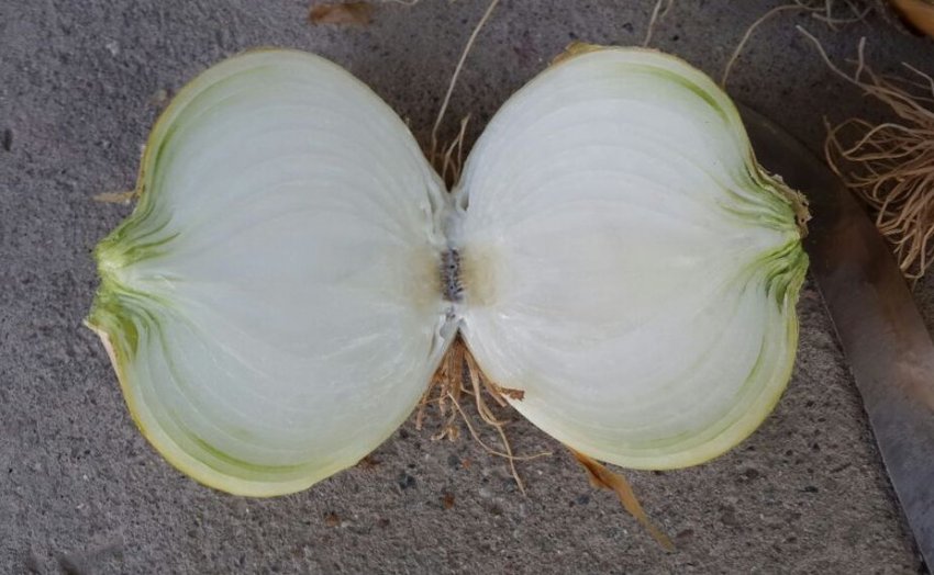 Ріпчасту цибулю Захват Ріпчасту цибулю Захват