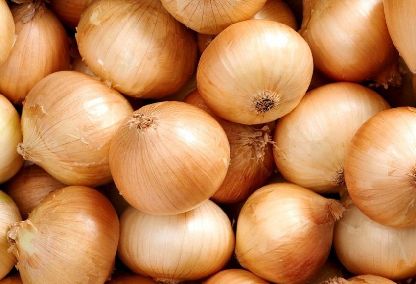 Цибулю Каратальский Цибулю Каратальский