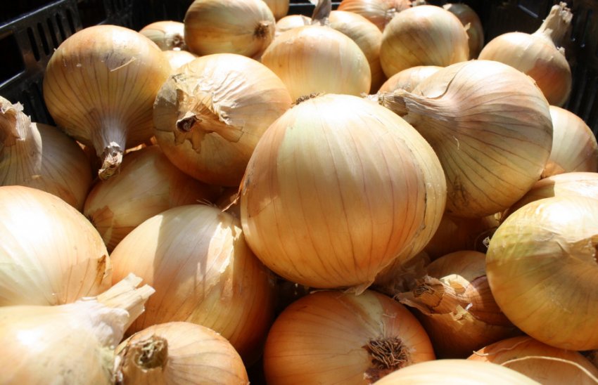 Ріпчасту цибулю Фермер Ріпчасту цибулю Фермер