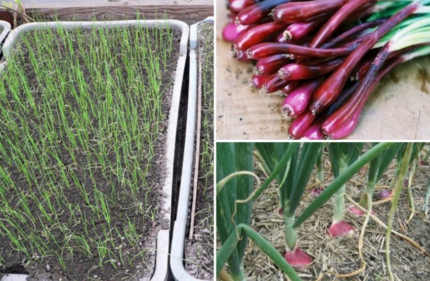 Вирощування цибулі з розсади Вирощування цибулі з розсади