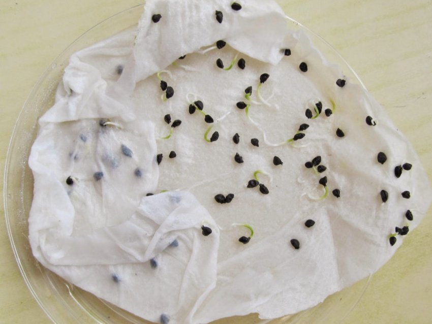 Перевірка на схожість насіння цибулі Перевірка на схожість насіння цибулі