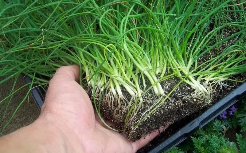 Розсада цибулі Розсада цибулі