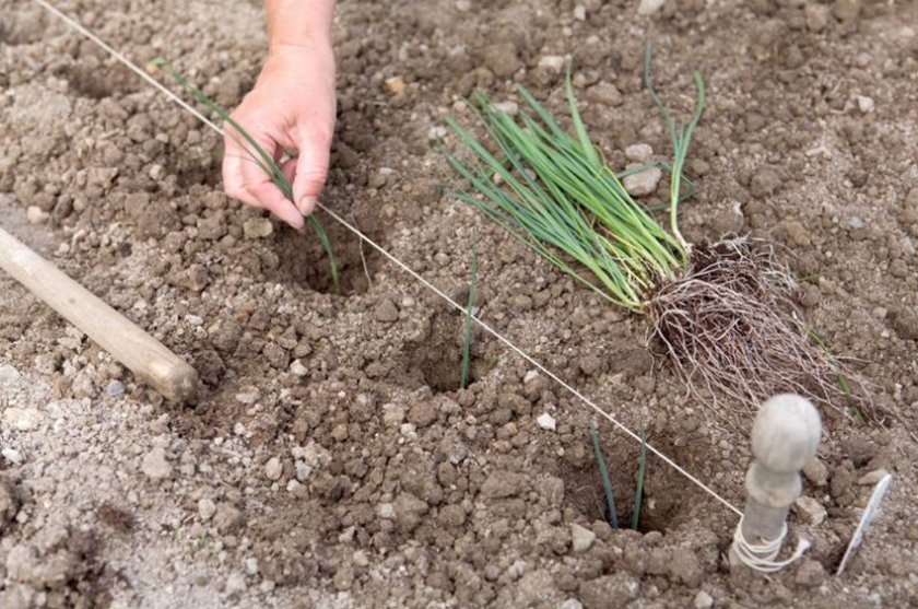 Как выращивать лук на репку из семян за один сезон?