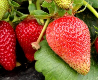 Що таке ремонтантна суниця?