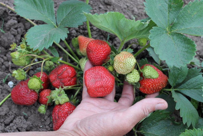 Ремонтантна суниця