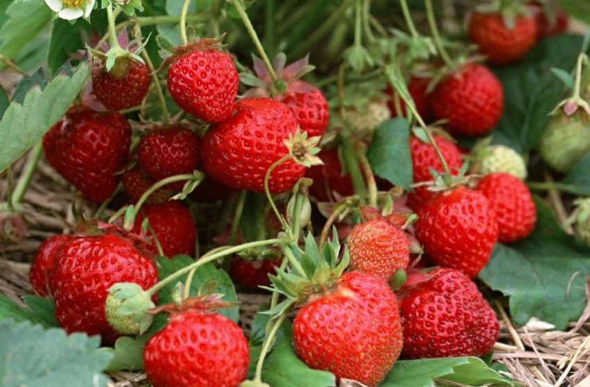 Полуниця Осіння забава