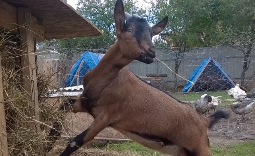 Альпійська порода кіз