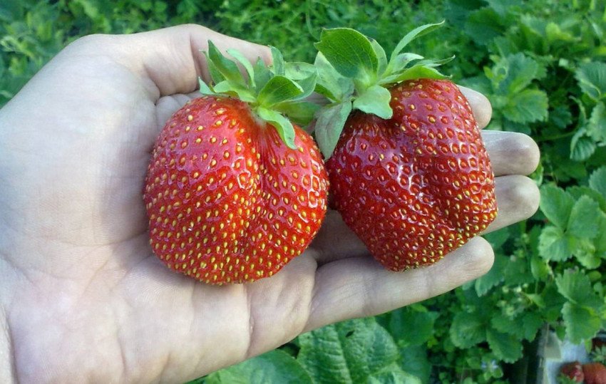 Полуниця Російська розмір