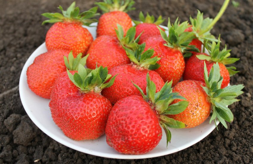 Полуниця Галя Чив