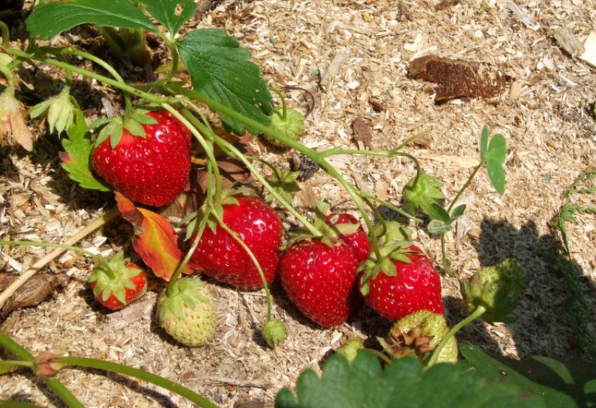 Полуниця Віма Ріна