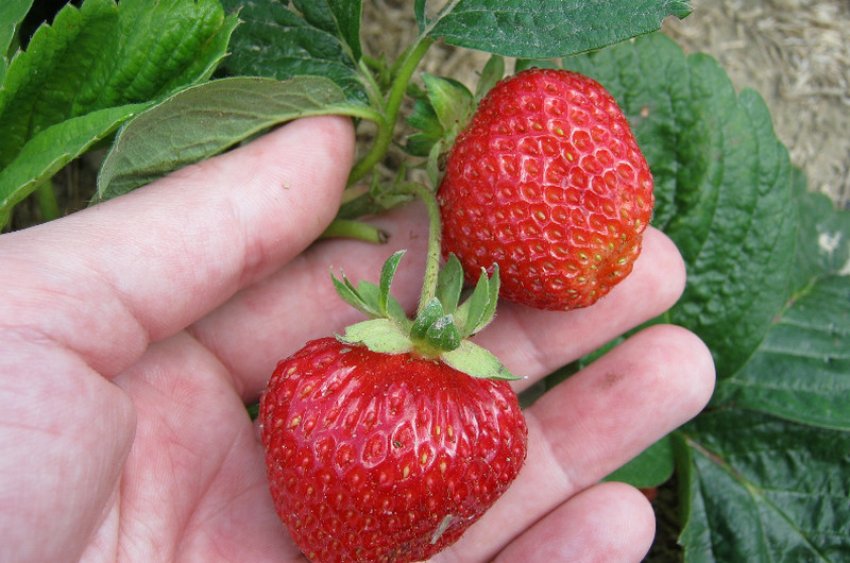 Полуниця Діамант