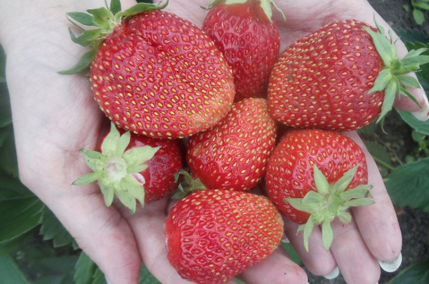 Полуниця Сельва