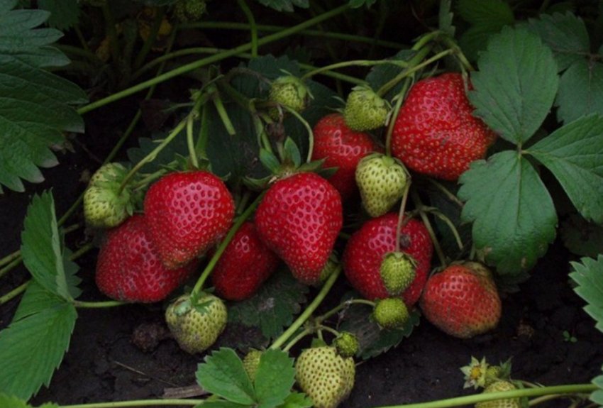 Полуниці Королева Єлизавета 2