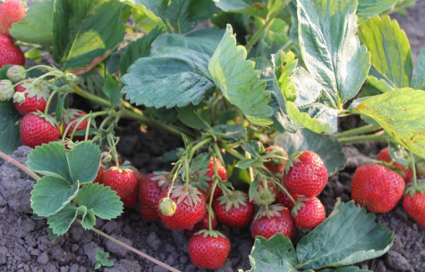 Полуниця Роман