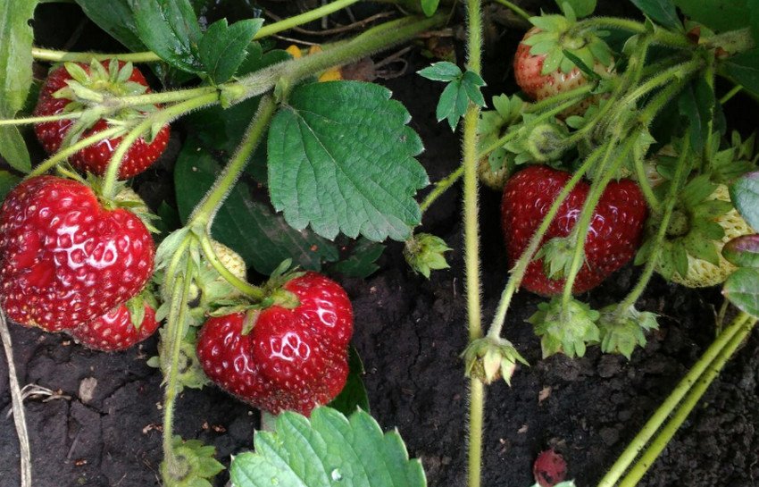 Полуниця Любаша