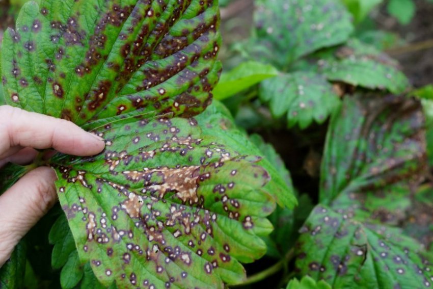 Плямистість