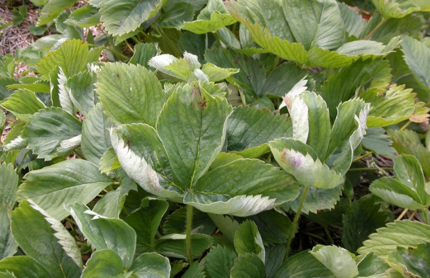 Борошниста роса полуниці