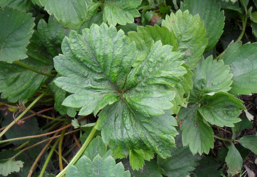 Хвора полуниця