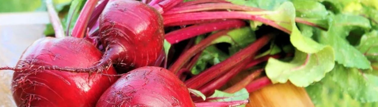 Українська компанія Cygnet завершила посів цукрових буряків