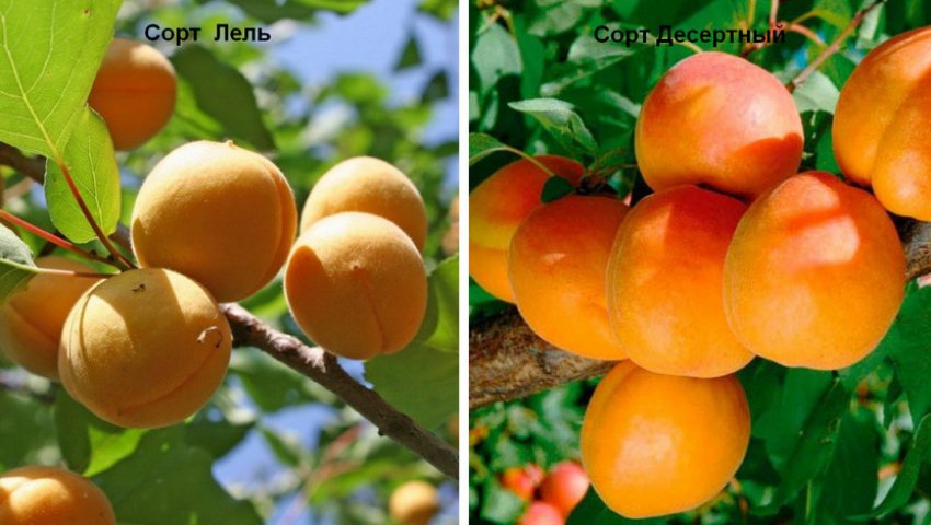 Самоплодные сорта абрикосов