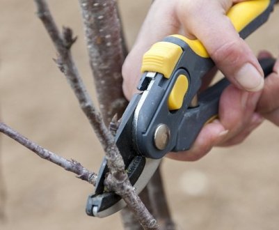 Коли і як обрізати черешню навесні?