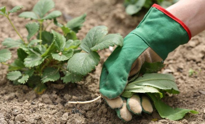 Прополка полуниць Прополка полуниць