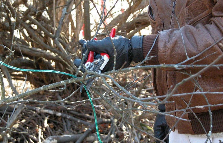 Обрізка черешні Обрізка черешні