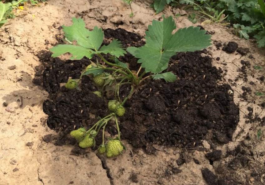 Добриво полуниці компостом Добриво полуниці компостом