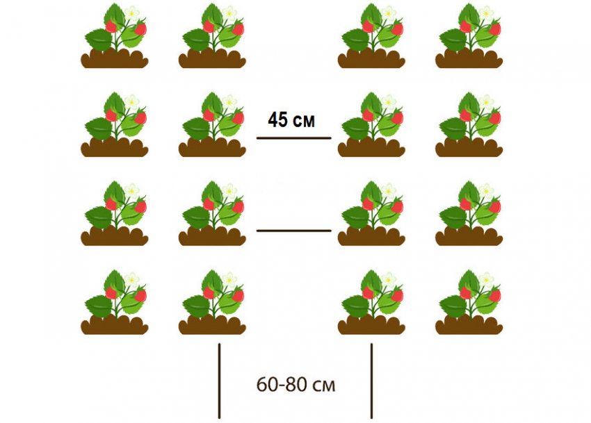 Схема посадки полуниці Схема посадки полуниці