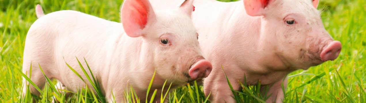 АЧС підштовхує Китай до збільшення закупівель свинини у США, незважаючи на торговельну війну