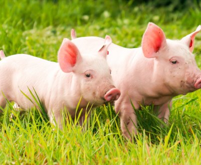 АЧС підштовхує Китай до збільшення закупівель свинини у США, незважаючи на торговельну війну