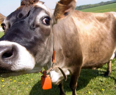 Породи корів молочного напряму