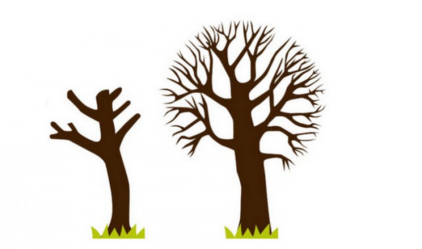 Омолоджуюча обрізка Омолоджуюча обрізка