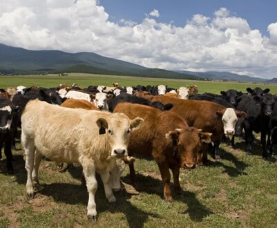 Хвороби ВРХ: їхні причини, симптоми та лікування