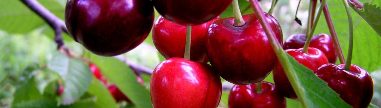 Основні особливості посадки і догляду за черешнею сорти Тютчевка