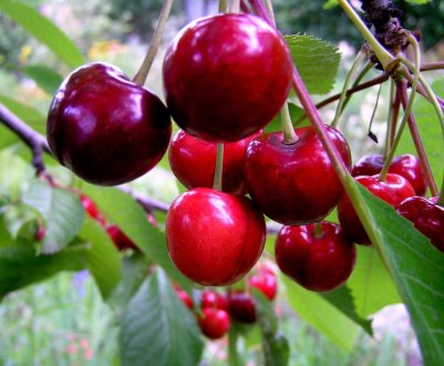 Основні особливості посадки і догляду за черешнею сорти Тютчевка